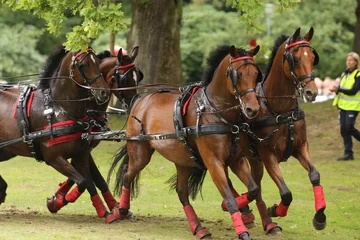 Deurstickers Four horses racing at elite level in Gothenburg, Sweden during summer © wideshuts