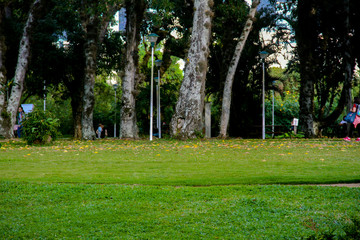 trees in the park