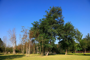 trees under the blue sky