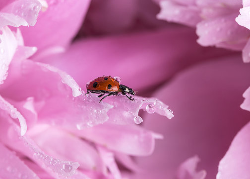 Image with a ladybug