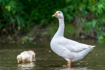 Young geese with mother on the background of nature