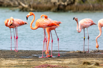 Bonaire, Flamingos in den Mangroven eines Salzsees auf der karibischen Insel.