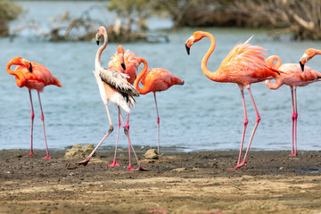 Flamingos in den Salzseen, Bonaire