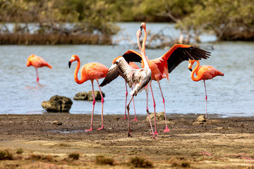 Bonaire, Flamingos in den Mangroven auf der karibischen Insel.