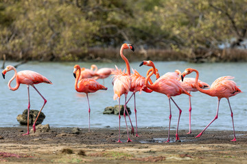 Flamingos in den Salzseen, Bonaire