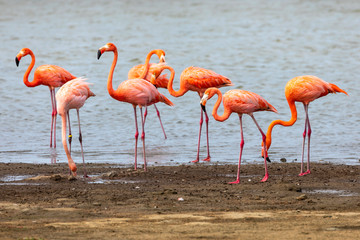 Bonaire, Flamingos in den Mangroven eines Salzsees auf der karibischen Insel.