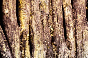 Wooden forest wall, brown background, texture