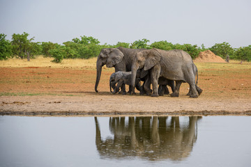 African Bush Elephant - Loxodonta africana, iconic member of African big five, Safari in Etosha,...