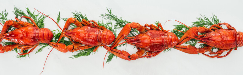 panoramic view of red lobsters and green herbs on white background