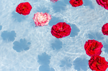 bright roses on clear water surface in bright sunlight