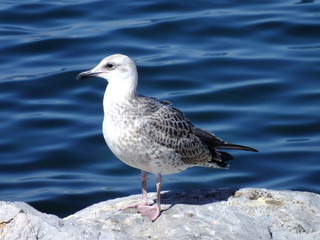 seagull on beach