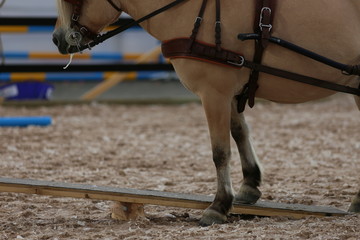 Four horses racing, western riding, horse show, icelandic horses, inlet horse