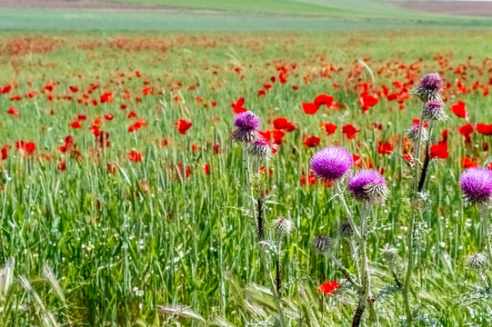 Red poppy flowers in the field
