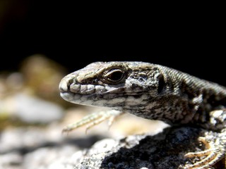 a lizard on a sunny rock