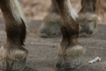 Four horses racing, western riding, horse show, icelandic horses, inlet horse