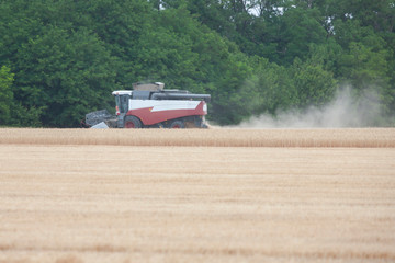 Fototapeta premium Harvester in a field harvesting wheat. Landscape.