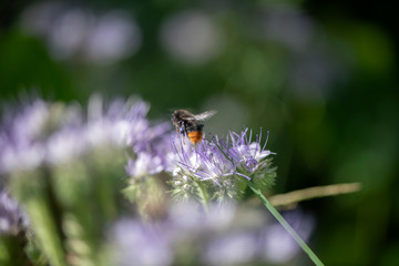 Bumble Bee Hummel Biene Großstadt - Garten