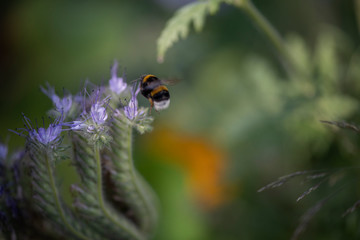 Bumble Bee Hummel Biene Großstadt - Garten