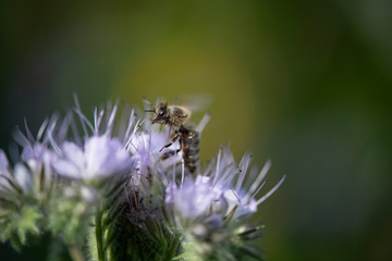 Bumble Bee Hummel Biene Großstadt - Garten