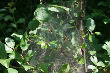 Mottennest