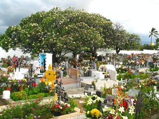 Big frangipani tree (Plumeria) in a cementery on a tropical island.