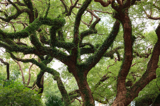 Big Tree Curly Branches And Foliage