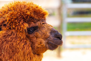 Reddish brown furry alpaca profile with fence in background