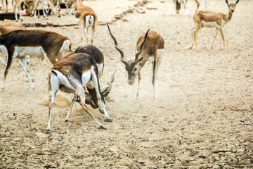 Beautiful wild animal Blackbuck deer (Antilope cervicapra) or Indian antelope in Lal Suhanra National Park Safari Park, Bahawalpur, Pakistan
