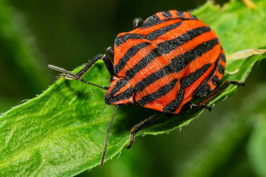 Red and black Italian Striped Beetle or Minstrel Bug (Graphosoma lineatum). Stinky bug on the leaf.