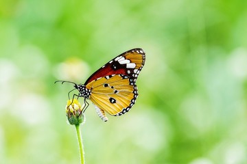 Thai butterfly in pasture flowers Insect outdoor nature