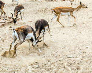 Beautiful wild animal Blackbuck deer (Antilope cervicapra) or Indian antelope in Lal Suhanra National Park Safari Park, Bahawalpur, Pakistan