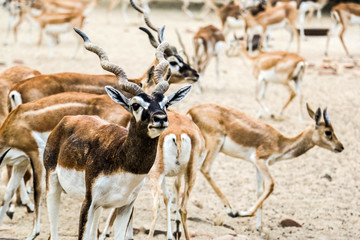 Beautiful wild animal Blackbuck deer (Antilope cervicapra) or Indian antelope in Lal Suhanra National Park Safari Park, Bahawalpur, Pakistan