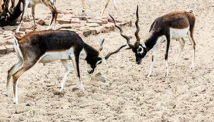 Naklejka na ściany i meble Beautiful wild animal Blackbuck deer (Antilope cervicapra) or Indian antelope in Lal Suhanra National Park Safari Park, Bahawalpur, Pakistan