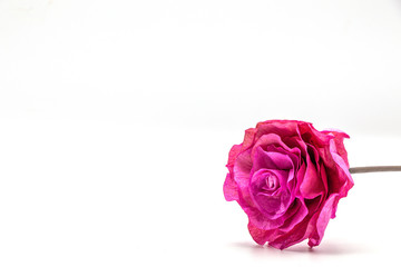 Dried pink rose flower isolate  on white background.