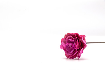 Dried pink rose flower isolate  on whit background.