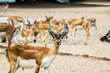 Beautiful wild animal Blackbuck deer (Antilope cervicapra) or Indian antelope in Lal Suhanra National Park Safari Park, Bahawalpur, Pakistan
