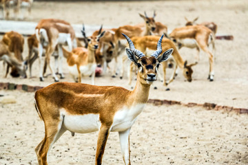 Beautiful wild animal Blackbuck deer (Antilope cervicapra) or Indian antelope in Lal Suhanra National Park Safari Park, Bahawalpur, Pakistan