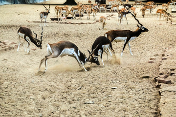 Beautiful wild animal Blackbuck deer (Antilope cervicapra) or Indian antelope in Lal Suhanra...