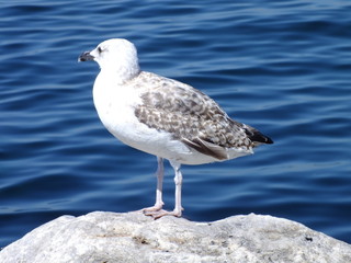 seagull on beach