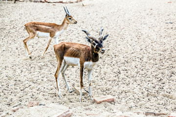 Beautiful wild animal Blackbuck deer (Antilope cervicapra) or Indian antelope in Lal Suhanra National Park Safari Park, Bahawalpur, Pakistan