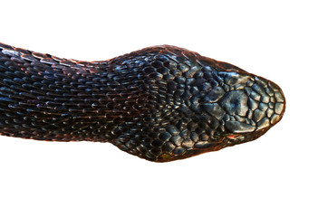 Naklejka premium Viper head.Black poisonous snake with a red eye. Isolated on a white background. Close-up plan view from above.