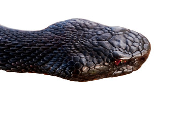 Viper head.Black poisonous snake with a red eye. Isolated on a white background. Close-up plan view from above.