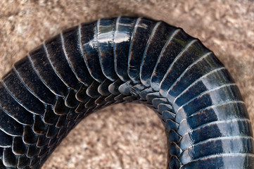 Viper skin.View of the belly below.Bending snake body with scales in high magnification.