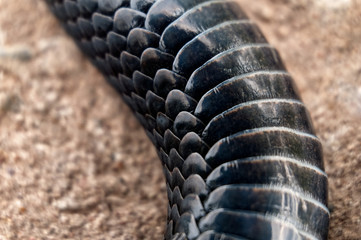 Viper skin.View of the belly below.Bending snake body with scales in high magnification.