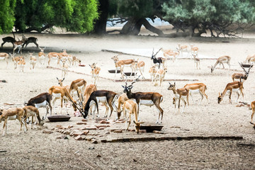 Beautiful wild animal Blackbuck deer (Antilope cervicapra) or Indian antelope in Lal Suhanra National Park Safari Park, Bahawalpur, Pakistan