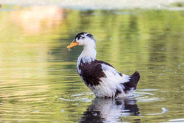 Black and white duck on the river in sunny weather_