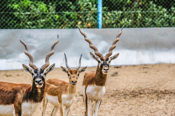 Beautiful wild animal Blackbuck deer (Antilope cervicapra) or Indian antelope in Lal Suhanra National Park Safari Park, Bahawalpur, Pakistan