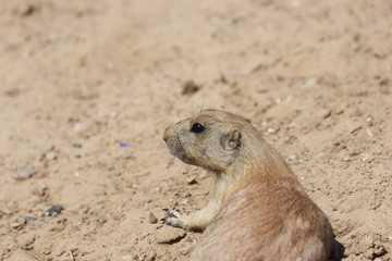 prairie dog at the zoo