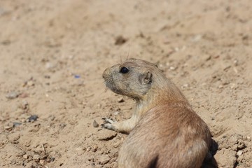 prairie dog at the zoo