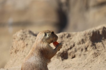 prairie dog at the zoo